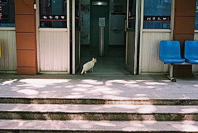 《新·驯龙高手》与《火影忍者》联动插画公开