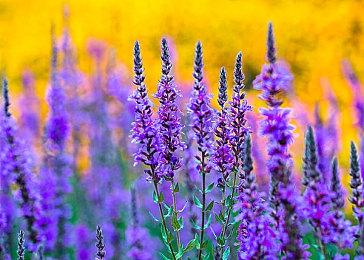 铁拳制作人赞《铁拳7》老头环Mod：制作精良 但别弄了